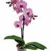 ORQUIDEA ILUSION