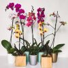ORQUIDEA ILUSION