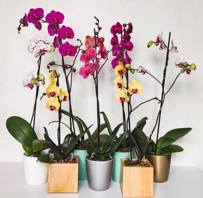 ORQUIDEA ILUSION